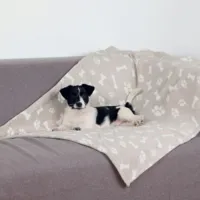 trixie couverture kenny pour chien et chat beige 100 x 75 cm