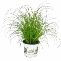 exotenherz - herbe à chat - cyperus alternifolius - 3 plantes - pour le soutien digestif des chats